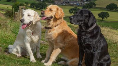 How many types of retrievers are there? Get to know them all