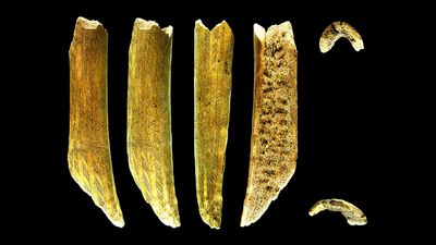 'Richly decorated' antler from Stone Age Sweden was used as battle ax and fishing harpoon