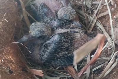 London Zoo celebrates hatching of three eggs from extinct-in-wild dove species