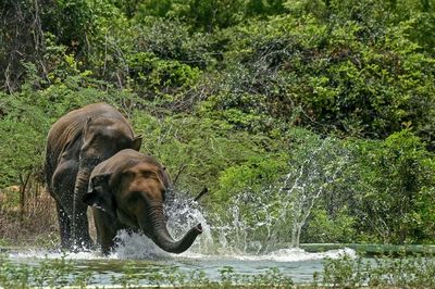 India's Elephant Warning System Tackles Deadly Conflict