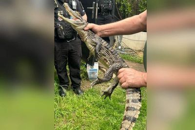 Four-foot caiman among items seized in police search as two arrested