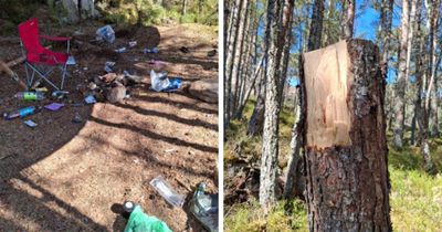 Anger as ancient Scottish Caledonian pine forest 'cut down by dirty campers'