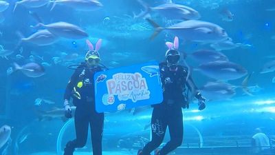 Divers in bunny ears deliver Easter eggs to marine animals at Rio's AquaRio