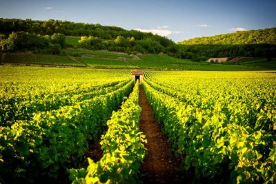 Put down that chardonnay: try an aligoté instead