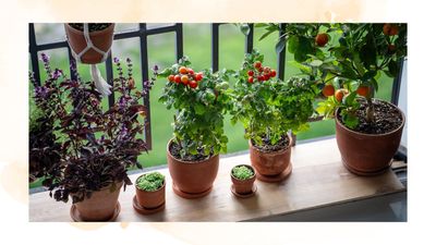 Limited garden space to grow leafy greens and vegetables? Expert reveals three essential edible plants you can grow in pots