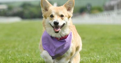 Pups hoping to be crowned top dog at annual Corgi Derby