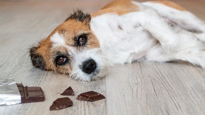 ‘I felt so stupid for not triple checking’: With chocolate poisoning more common at Easter, one dog owner speaks out