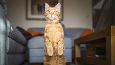 Is it cruel to keep a cat indoors? Our vet shares her honest opinion