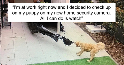 47 Hilariously Painful Pics To Show The Price You Sometimes Have To Pay When Getting A Dog