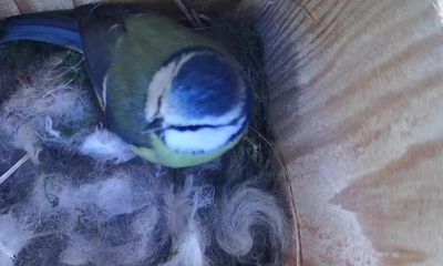 Country diary: We’re obsessed with the blue tits – all it took was a birdbox webcam