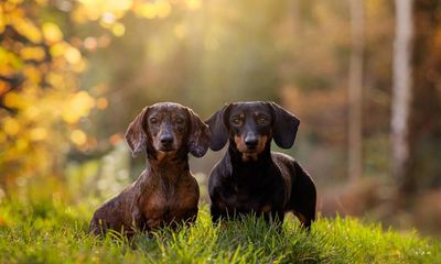 What links dachshund, bad actor and African kigelia tree? The Saturday quiz