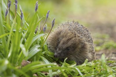 Want fewer slugs and bugs? Experts recommend attracting hedgehogs to your garden for free pest control
