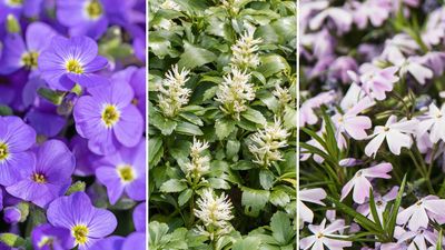 Ground cover plants – 8 low-growing options recommended by gardening professionals