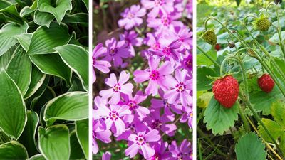 Ground cover plants: 9 low-growing options recommended by professional gardeners