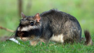 Plains viscacha: A rodent that builds vast underground cities and ovulates more than any other mammal