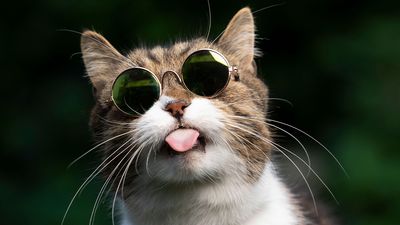 10 pet influencers with seriously high followings