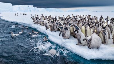 'Secrets of the Penguins' will take penguin observations 'to another level,' executive producer James Cameron