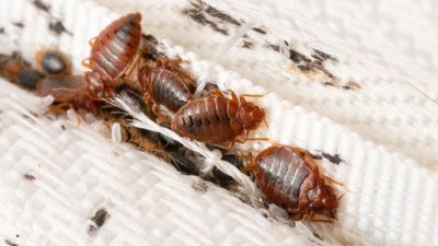 Bed bugs in your mattress? Experts say this $10 garden product gets rid of them fast