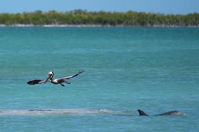 Everglades restoration would protect Florida Keys while scientists watch drought conditions