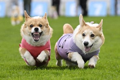 Corgis go head-to-head in race celebrating Queen Elizabeth’s favourite dog breed