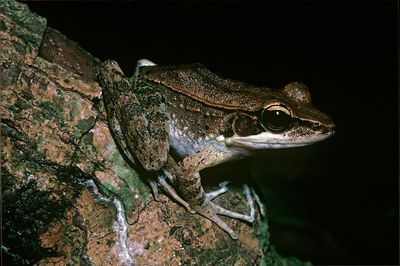Animals that die and come back to life