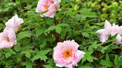 How to grow tree peonies in pots – for a show-stopping shrub that will thrive in partially shaded yards