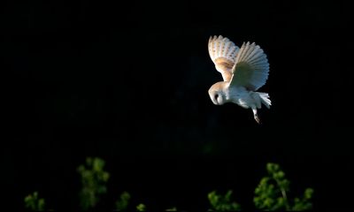 Overnight: Journeys, Conversations and Stories After Dark by Dan Richards review – night owls of all feathers