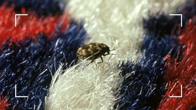 How to get rid of carpet beetles: pest control experts share their most efficient methods