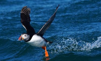 ‘Last chance saloon’: the scramble to save Dorset’s vanishing Purbeck puffins