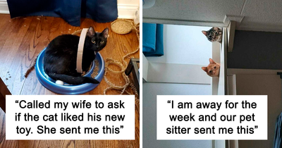 48 Times Cats Made Their Owners Laugh And They Just Had To Share Pics Online