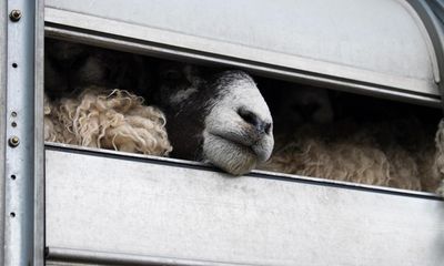 Labor vows to consider strengthening Australia’s animal welfare body after shocking abattoir revelations