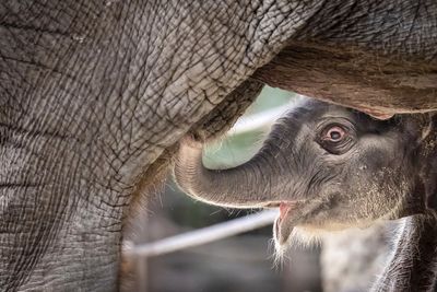 An Asian elephant calf was born at Zurich Zoo and its name will start with the letter Z