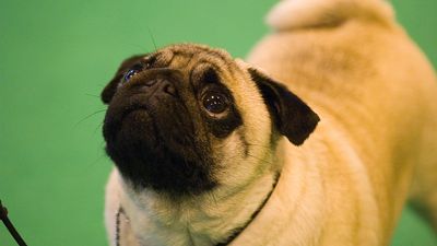 Animal welfare activists criticize dog show over flat-faced breeds policy