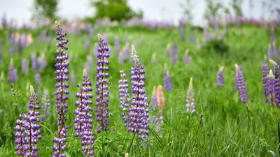 How to grow lupine – expert advice on growing this dramatic and vibrant cottage garden flower