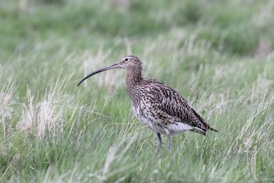 Orkney’s curlew population back on the rise as charity removes invasive species