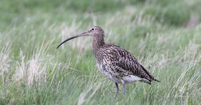 Island bird population back on the rise as charity removes invasive species
