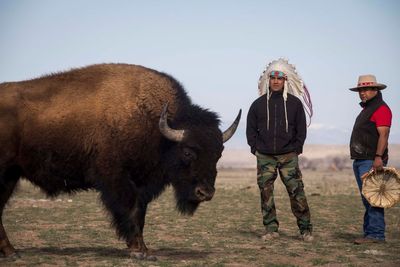 In Wyoming, the Eastern Shoshone tribe decided to classify buffalo as wildlife. Here is why