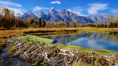 5 ways I think rewilding can help to save the planet