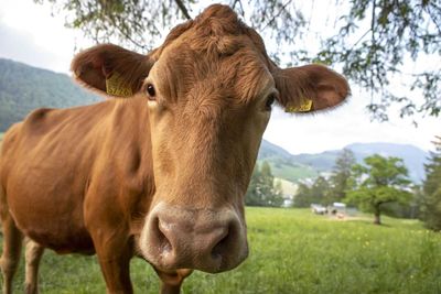 Livestock Futures Update: Cattle, Hog Bulls Continue to Show Resilience
