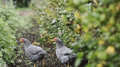 Best plants for a chicken run – 7 fragrant and floral plants for happy hens and beautiful coops