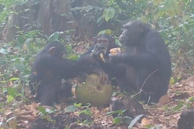 Scientists stunned to find chimpanzees sharing boozy treats together in world first