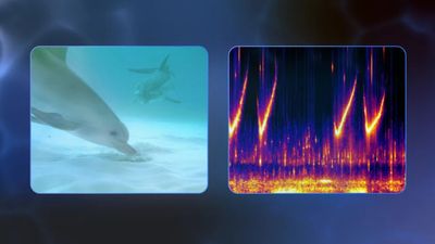 Google is training its AI model to decode what Dolphins are saying
