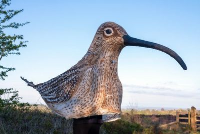 Why a man walked 53 miles dressed as a curlew over Easter