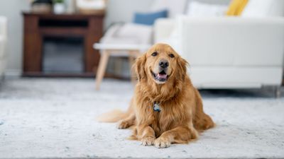 8 best large dogs for apartments