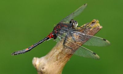 Rare dragonfly introduced into remote area of Cumbria to reverse its decline