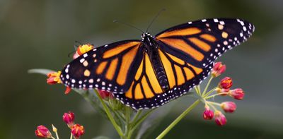 Ambitious changes to Canadian conservation law are needed to reverse the decline in biodiversity