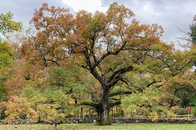 Oaks excel at supporting the food web (including us). Arbor Day is a reason to plant one
