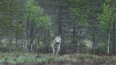 These tracking holidays offer ‘total immersion’ into the world of Europe’s wolves