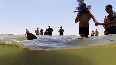 Search underway after suspected shark attack on Israeli coast