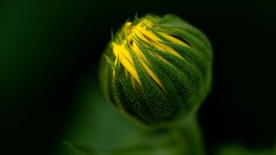 GuruShots: Winning images from the latest Forever Flowers photo challenge